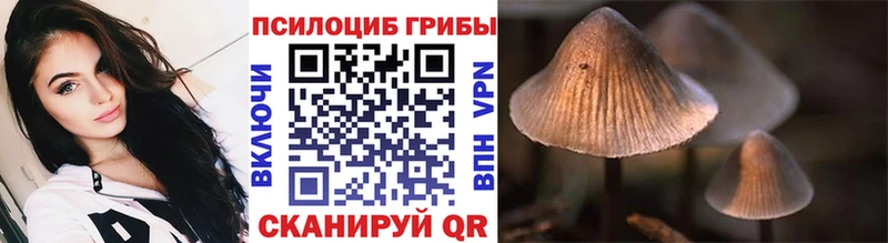 Псилоцибиновые грибы Psilocybe  Купить  Костерёво 